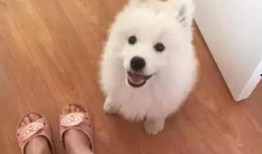 爆料三只萨摩耶视频,温馨互动萌翻网友